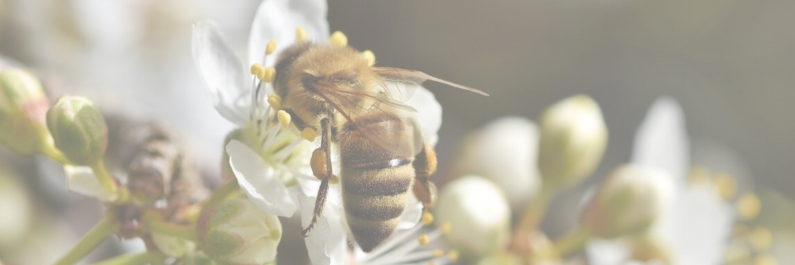 bee